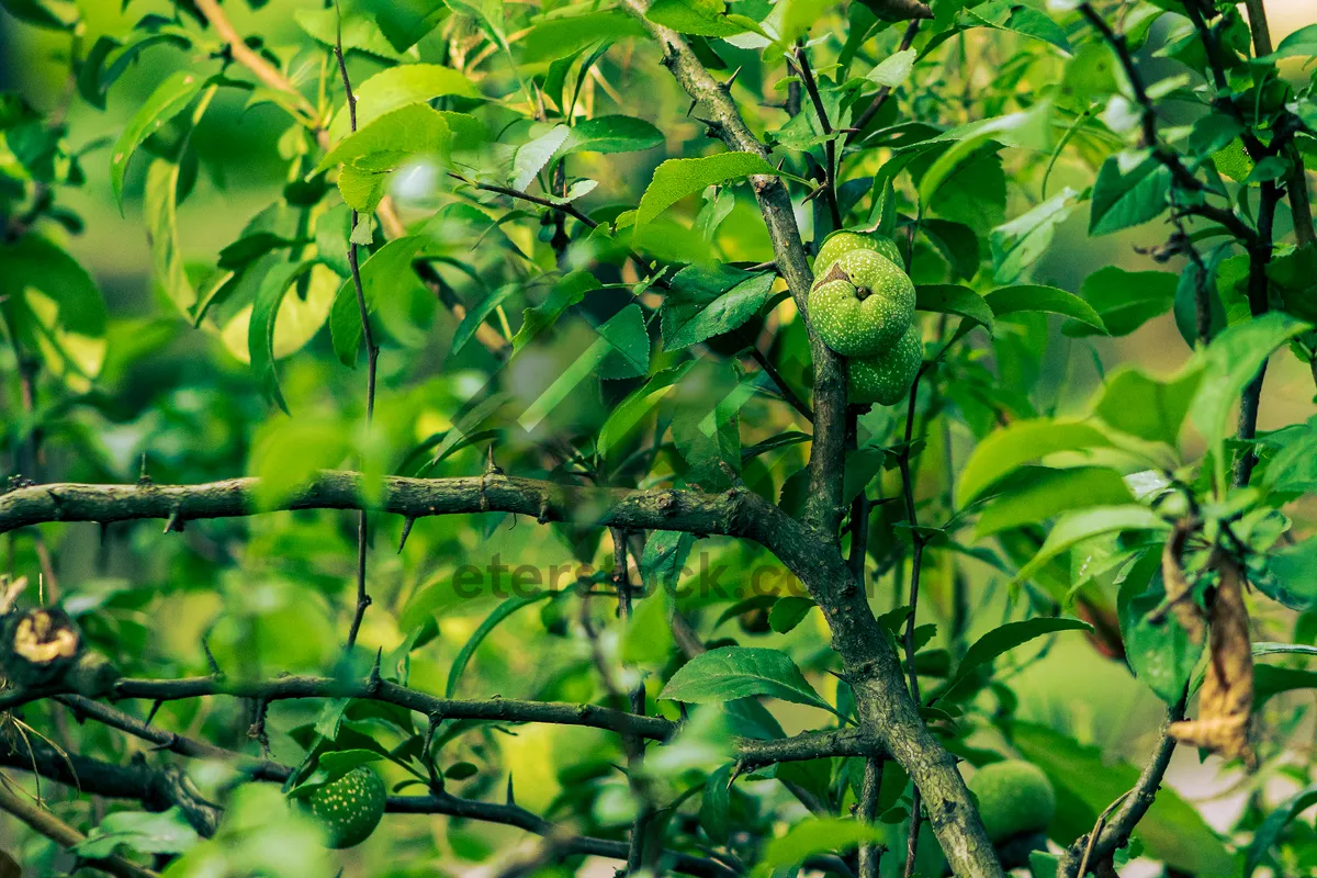 Picture of Fresh chestnuts on tree branch in summer garden