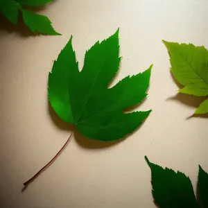 Vibrant Organic Parsley Leaf in Fresh Forest