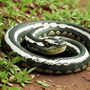 Night Serpent in the Wild: Dangerous Eye of the King Snake