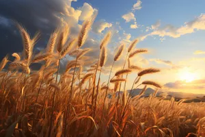 Golden Wheat Field under Sunny Sky in Summer Climate