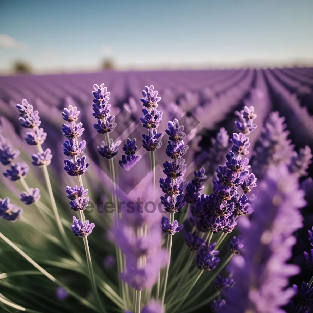 Picture of Lavender Fields in Bloom: A Fragrant Purple Landscape