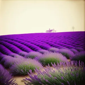 Vibrant Lavender Blooms in Colorful Field