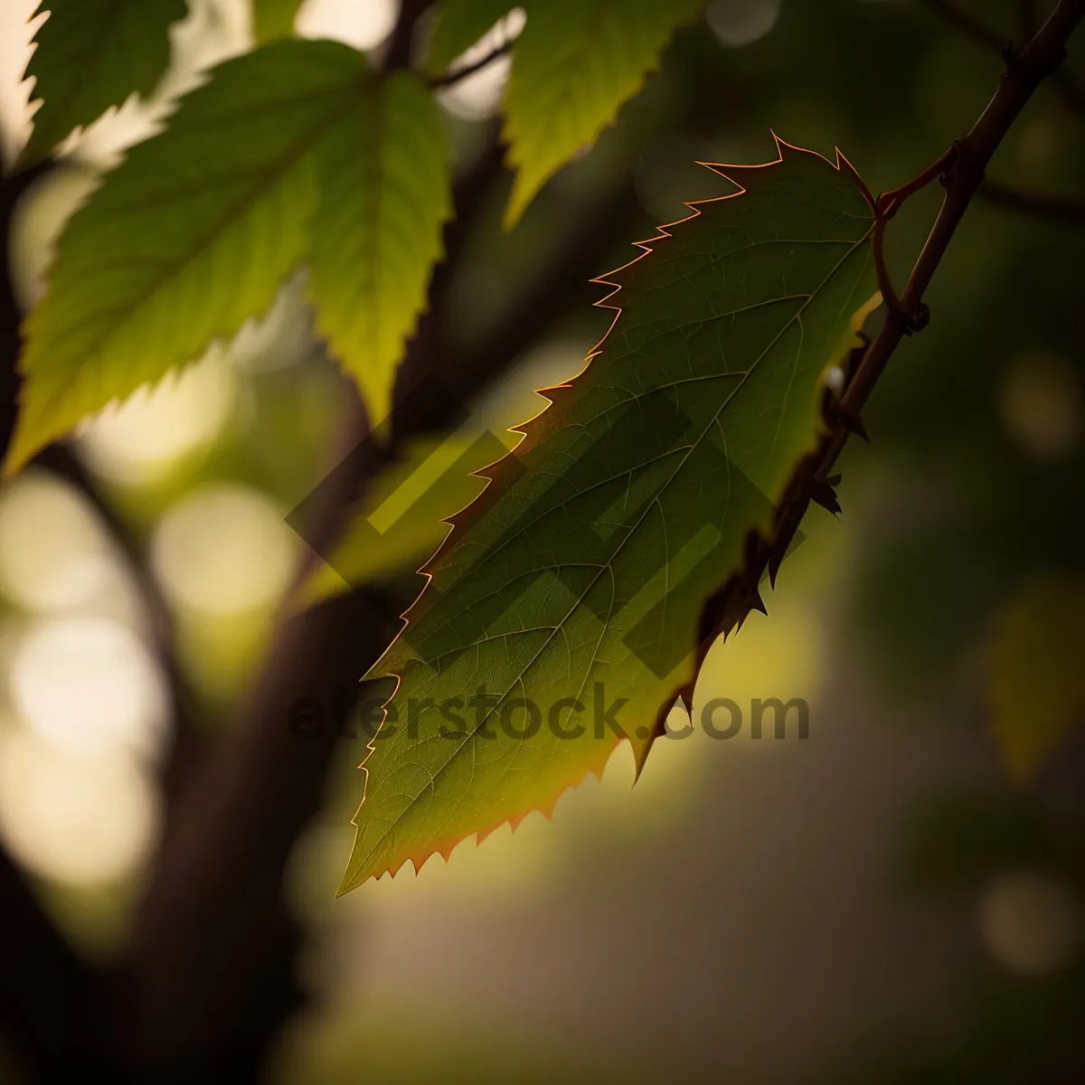 Picture of Lush Maple Leaves Basking in Sunlight.