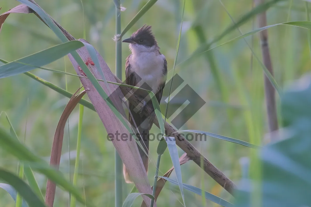 Picture of Wild Bird Perched on Branch in Garden