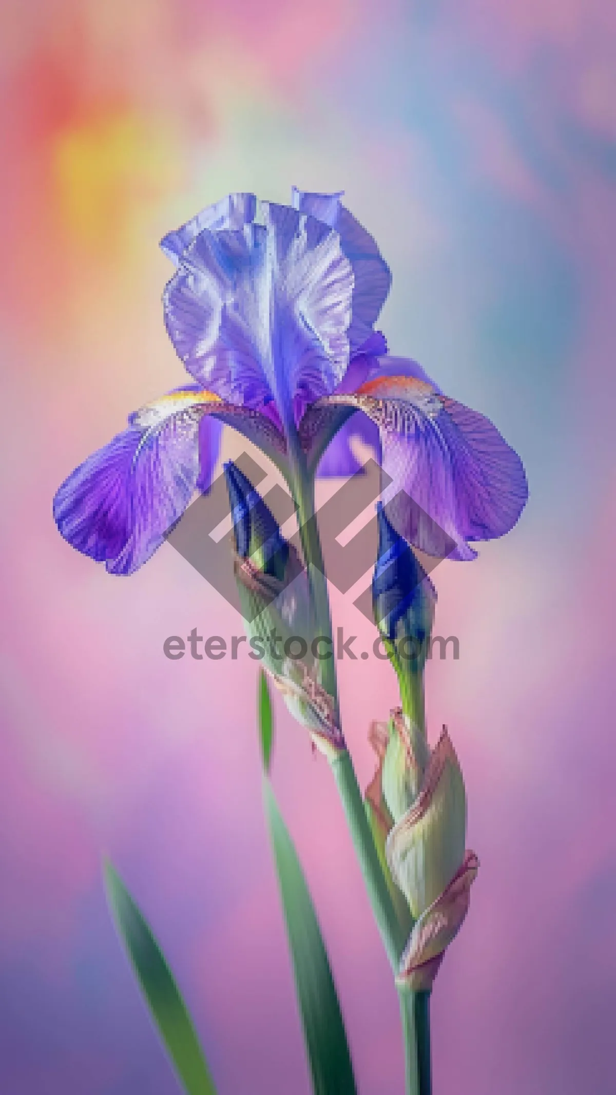 Picture of Purple Iris Bloom in Spring Garden