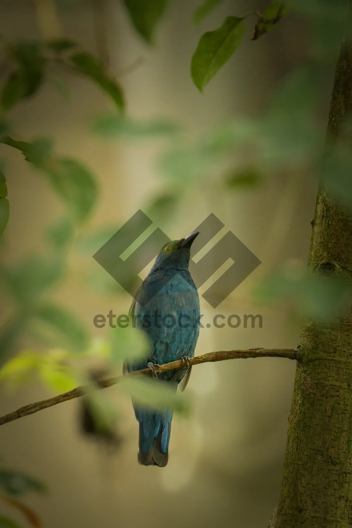 Picture of Wild Bird Perched on Tree Branch with Feathered Wings