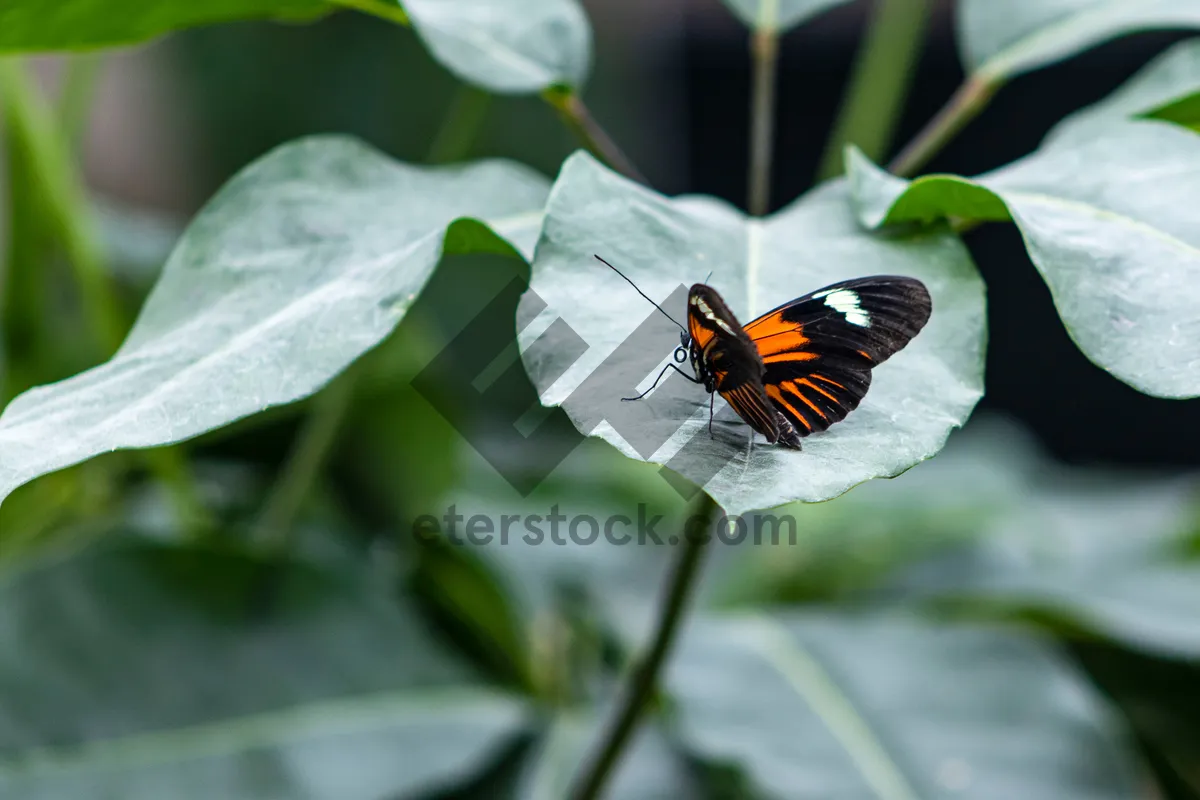 Picture of Orange Lacewing Butterfly on Pink Flower in Meadow