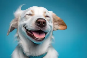 Cute Golden Retriever Puppy in Studio Portrait