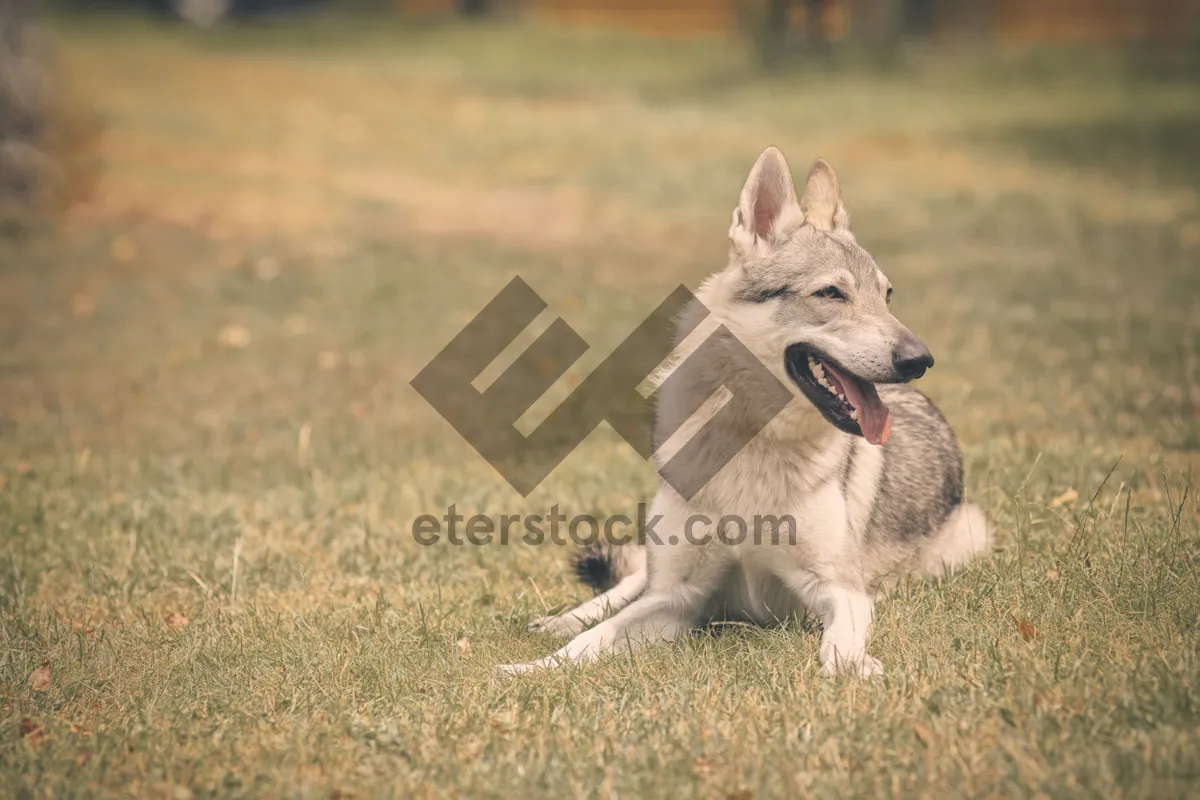 Picture of Brown Malamute - Cute Domestic Purebred Canine Friend