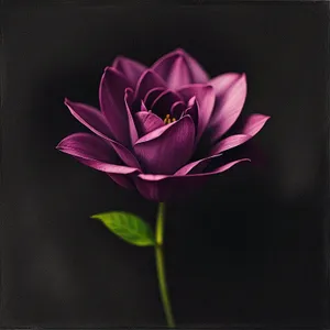 Pink Lotus Blossom: Symbol of Love and Romance.