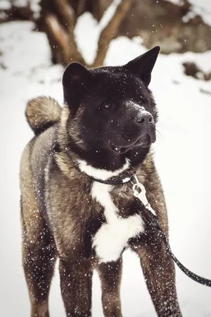 Cute Black Shepherd Dog Puppy Portrait