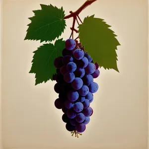 Bursting with Ripe, Juicy Purple Grapes