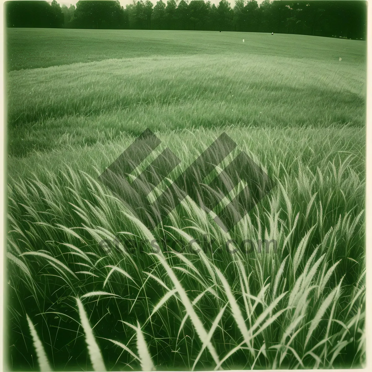 Picture of Sun-kissed Wheat Field in the Countryside