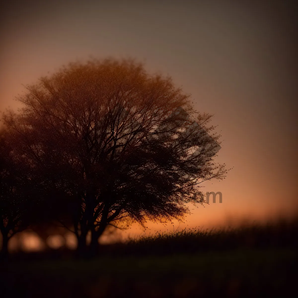 Picture of Golden Horizon: Majestic Sunrise over Rural Landscape