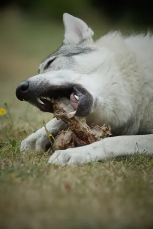 Wild Malamute sled dog with cute nose