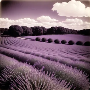 Golden Sunset Over Lavender Fields and Mountain