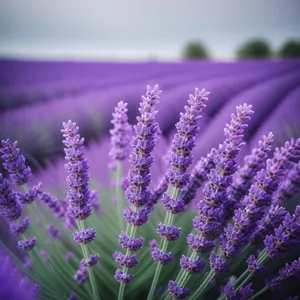 Lavender Field in Full Bloom
