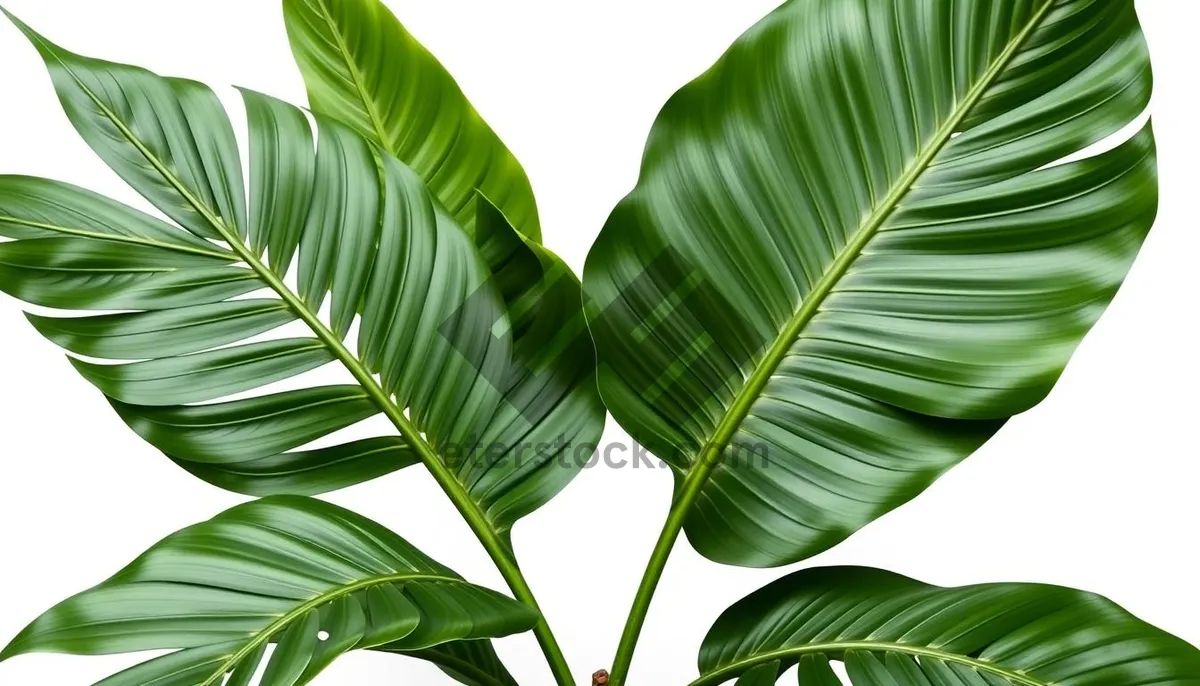 Picture of Summer Forest Branch with Green Foliage