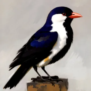 Wild Magpie with Beautiful Feathers and Sharp Beak