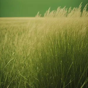 Lush Wheat Field in Vibrant Summer Landscape