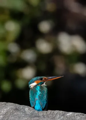 Wildlife bird with colorful feathers and beak