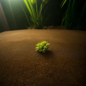 Close-up View of Aquatic Vascular Plant