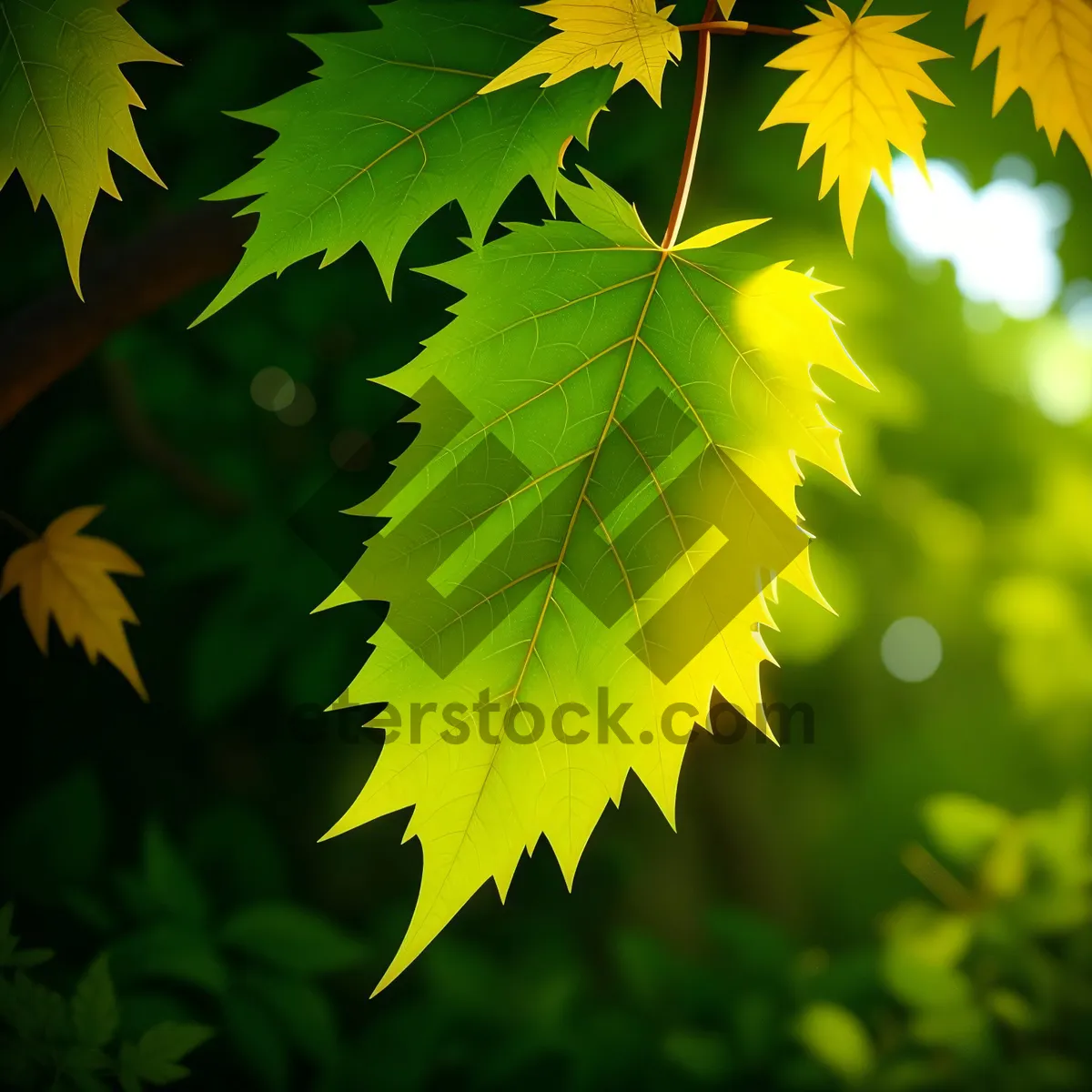 Picture of Vibrant Autumn Foliage in Sunlit Woods