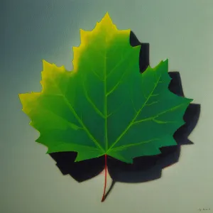 Vibrant Autumn Maple Leaves Amongst Woody Foliage.