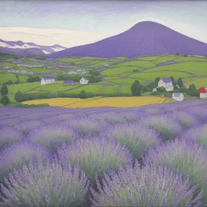 Vibrant Lavender Blooms in Tranquil Countryside Meadow