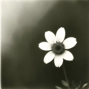 Blooming White Daisy in Vibrant Meadow