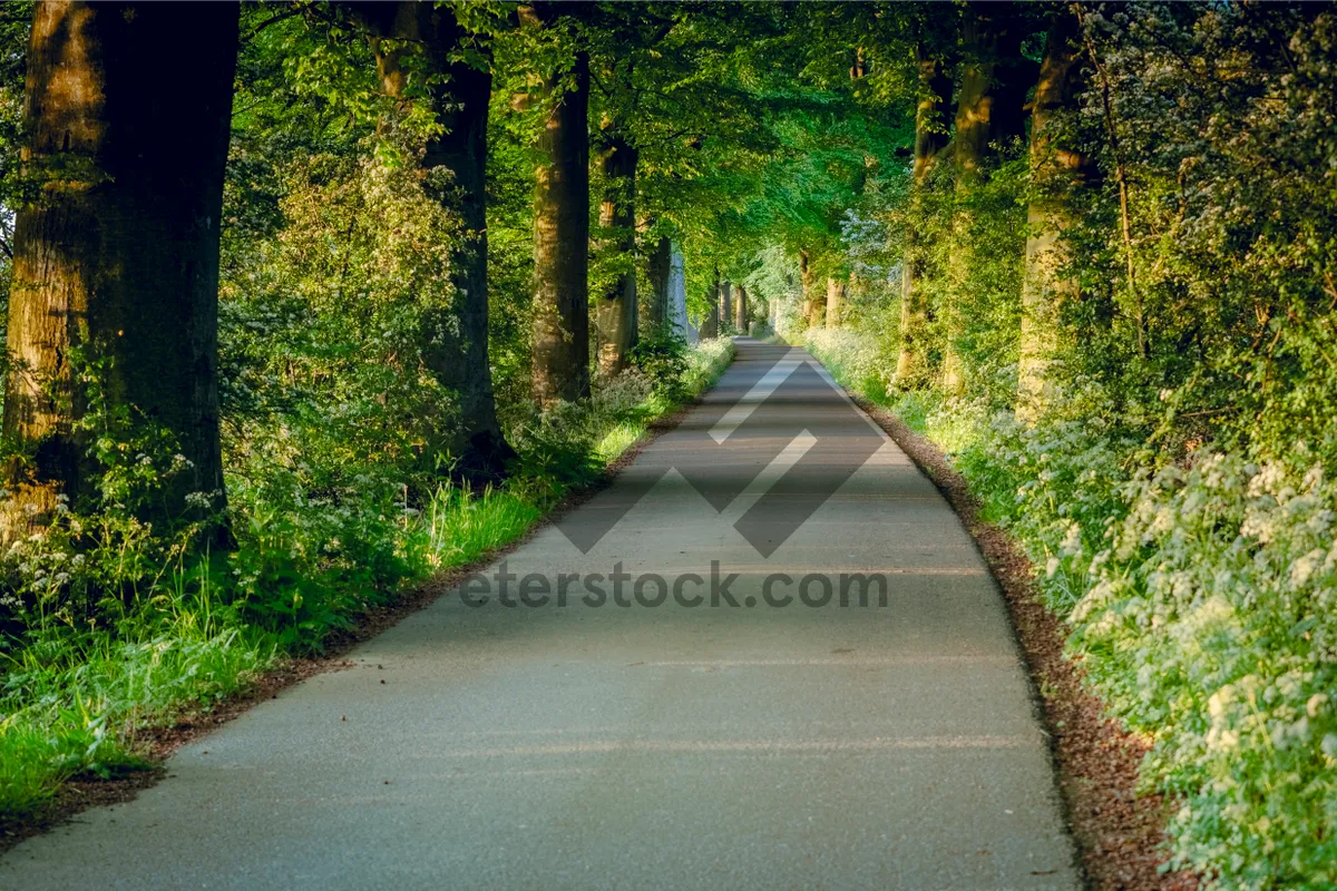 Picture of Scenic forest path in rural park landscape.