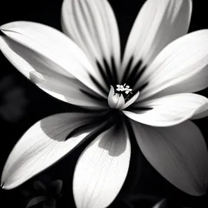 White Daisy Blossom in Summer Garden