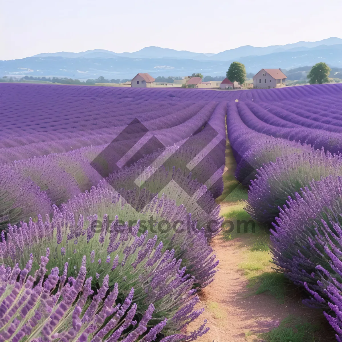 Picture of Lavender Field in Colorful Rural Garden