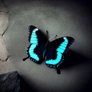 Colorful Monarch Butterfly Wing on Flower