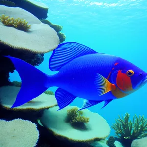 Colorful Marine Life in Tropical Coral Reef