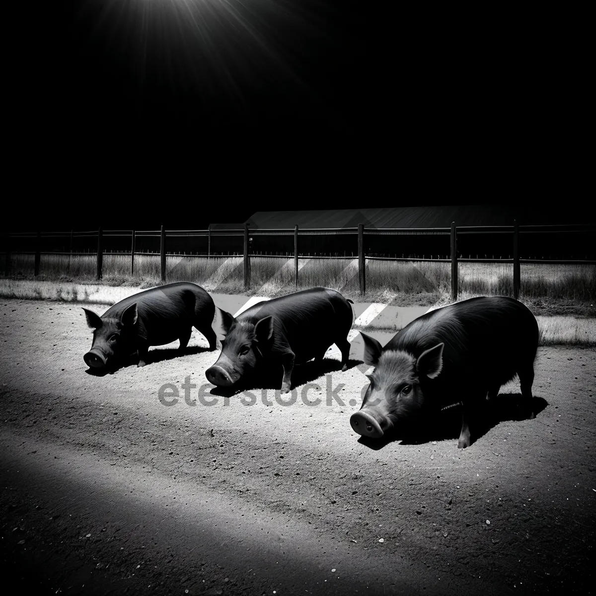 Picture of Wild Livestock Watering at Farm Enclosure