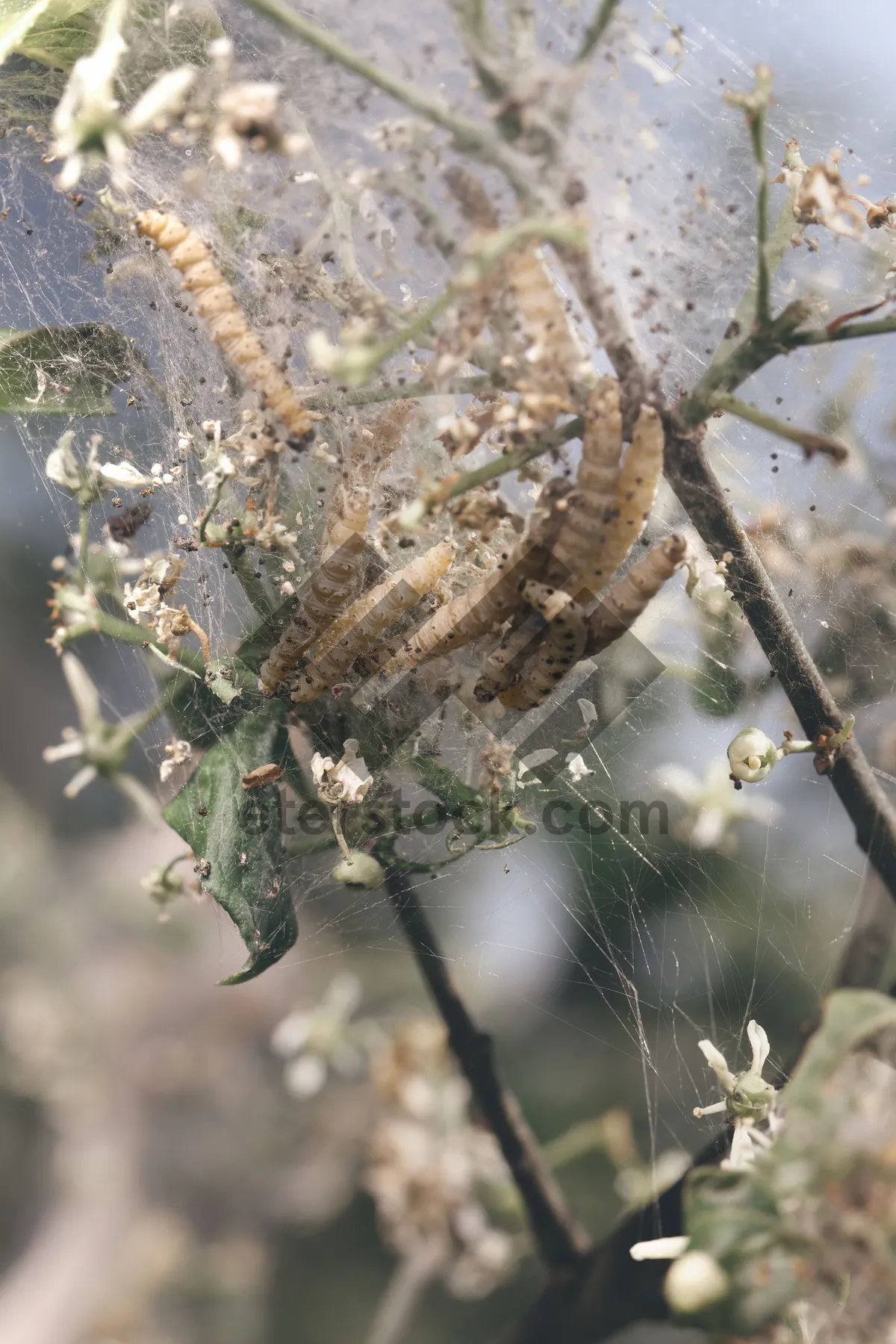 Picture of Tree Texture with Spider Web