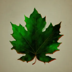 Maple Leaf Fall Tree Seasonal Foliage