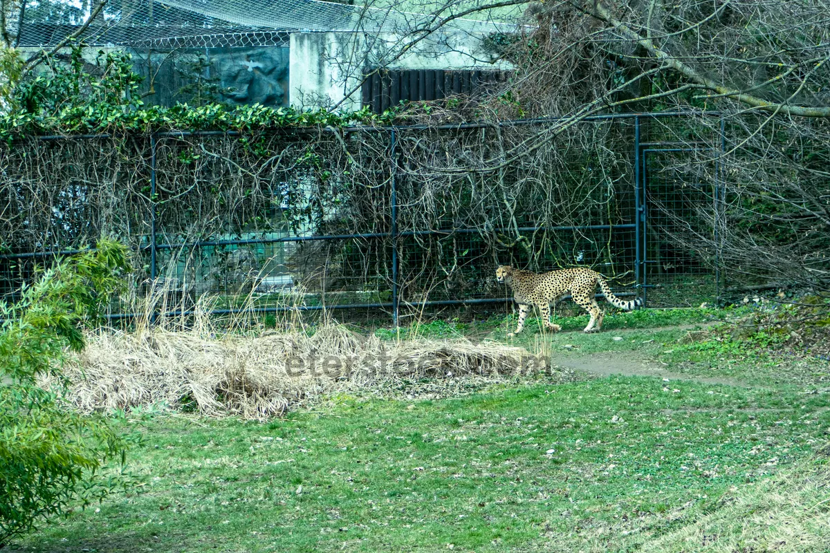 Picture of Wildcat in the Grass at Safari Park