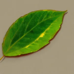 Lush Fig Tree Leaves in Vibrant Garden