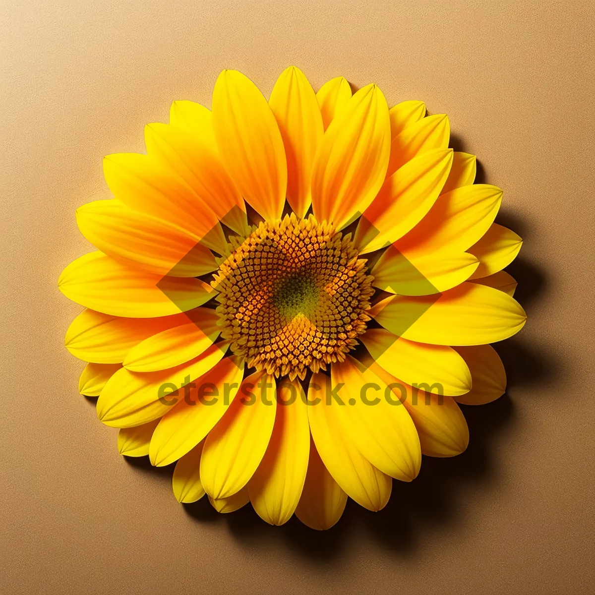 Picture of Vibrant Sunflower Blossom in Bloom