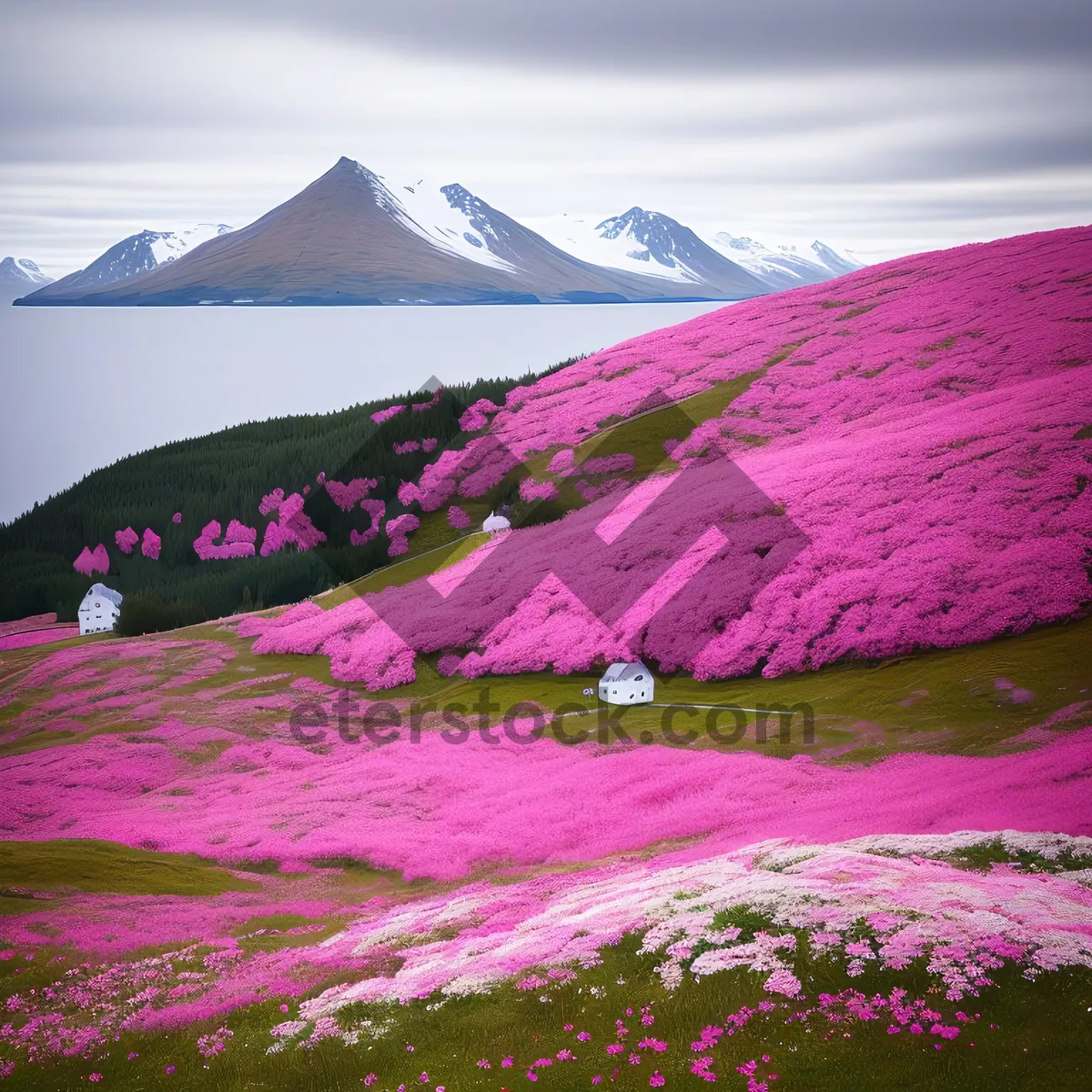 Picture of Majestic Mountain Landscape with Vibrant Moss Pink Phlox