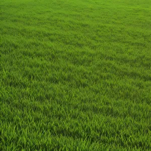 Vibrant Summer Wheat Field Landscape