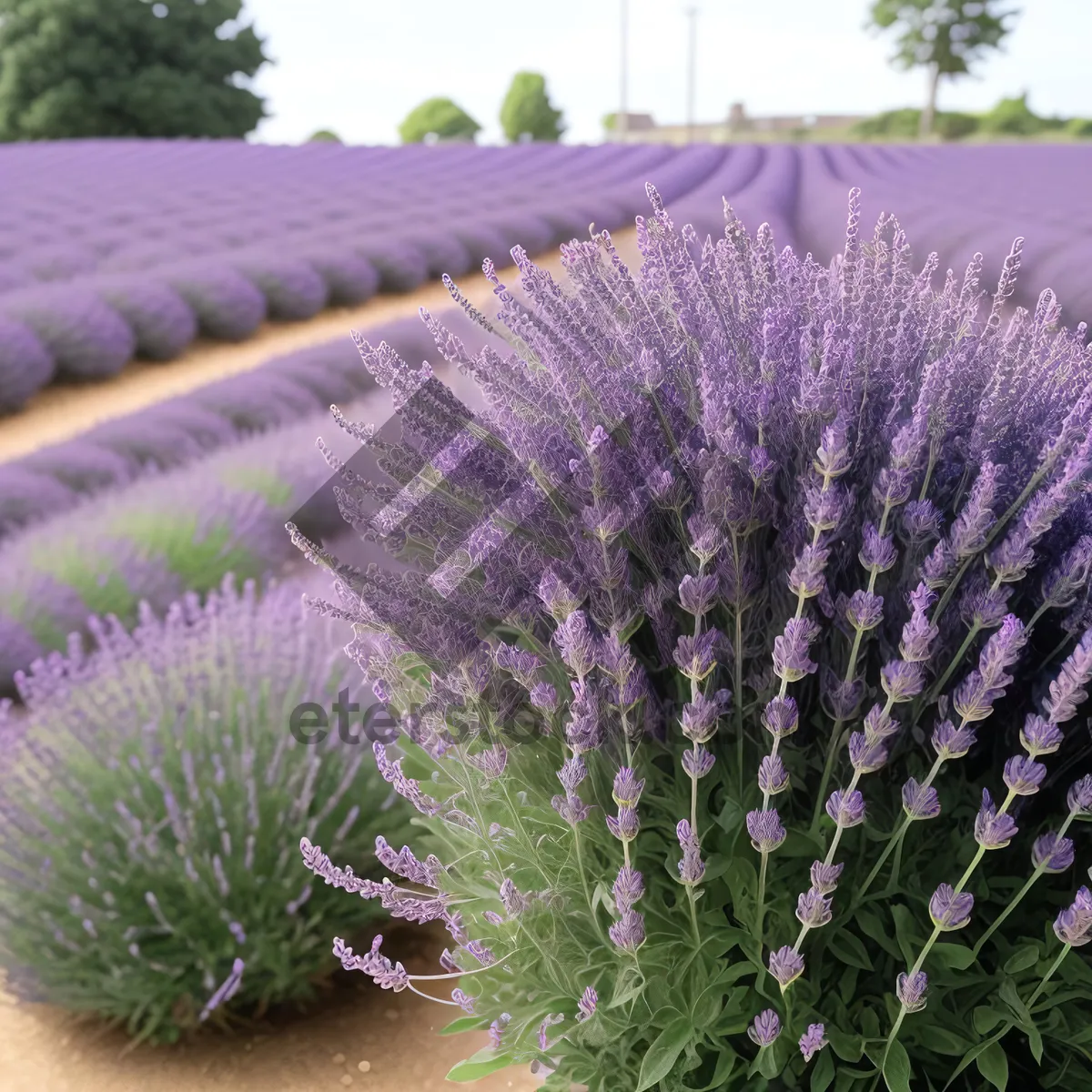 Picture of Lavender Teasel: Wild Purple Herb in Garden