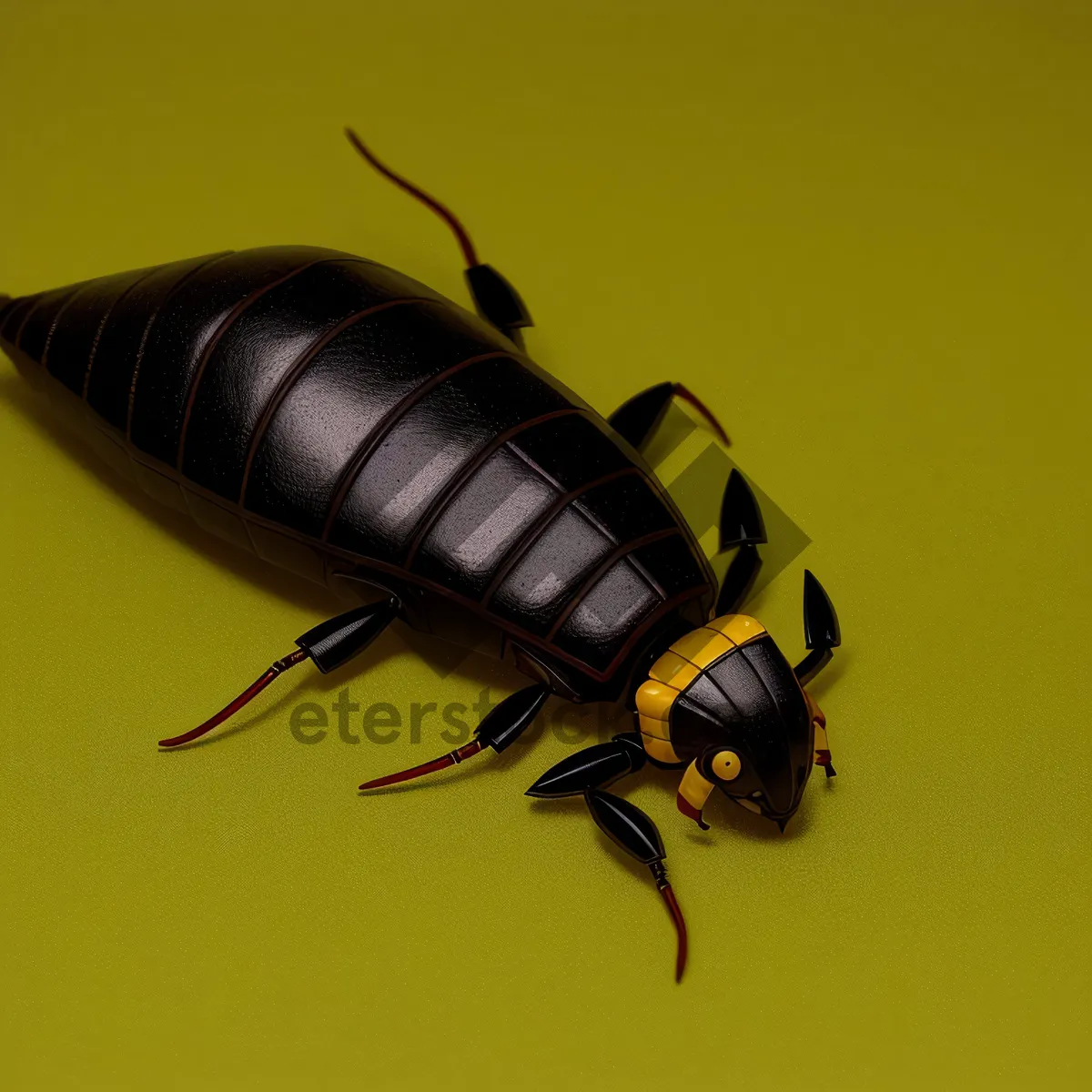 Picture of Black Beetle with Curved Antenna in Wildlife