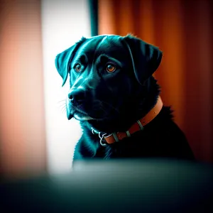 Adorable Black Boxer Puppy with Collar