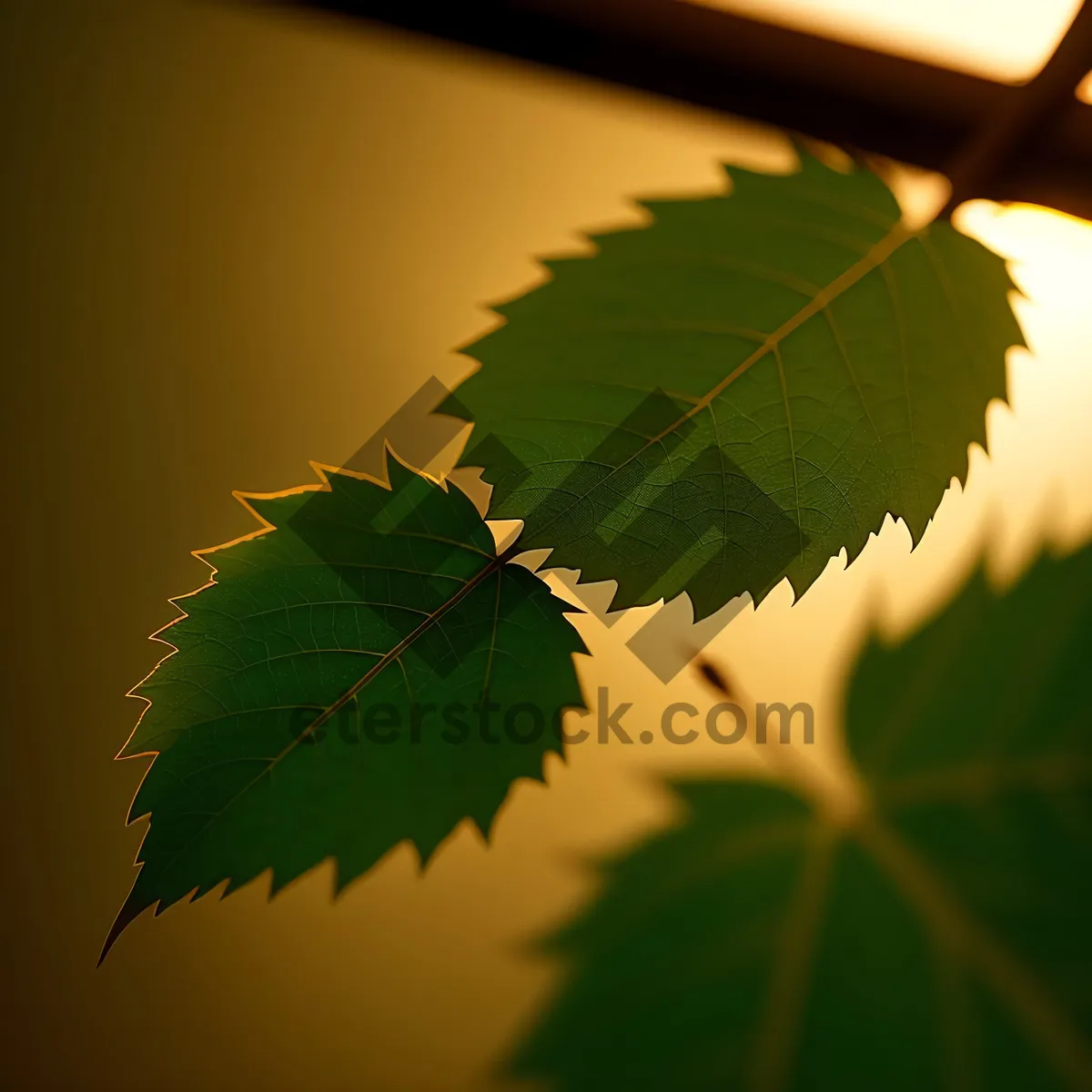 Picture of Vibrant Maple Leaves in Lush Forest