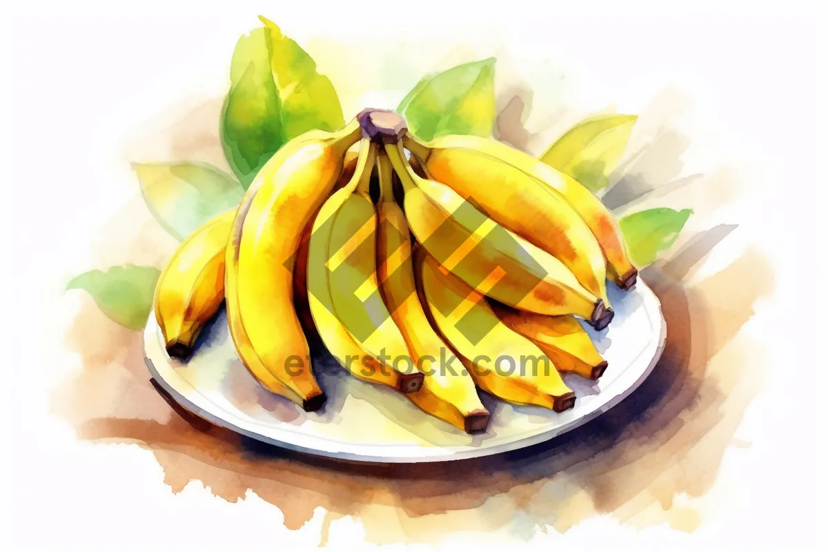 Picture of Fresh and Healthy Banana Bunch in Yellow Color