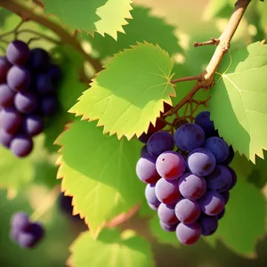 Fresh organic grape cluster in vineyard