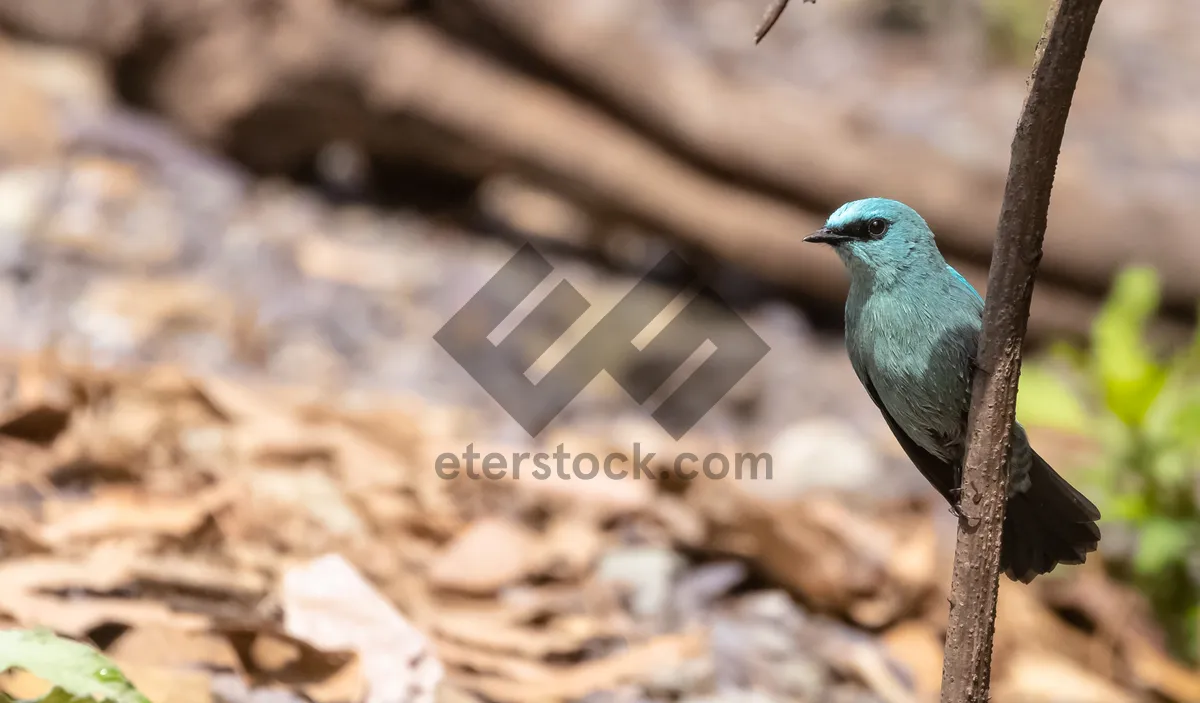 Picture of Winter Finch in Snowy Garden with Black Feathers